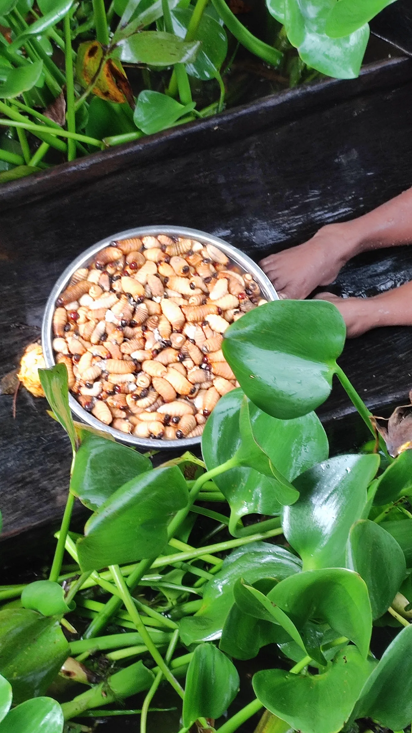 Gusano de moriche, alimento tradicional Warao